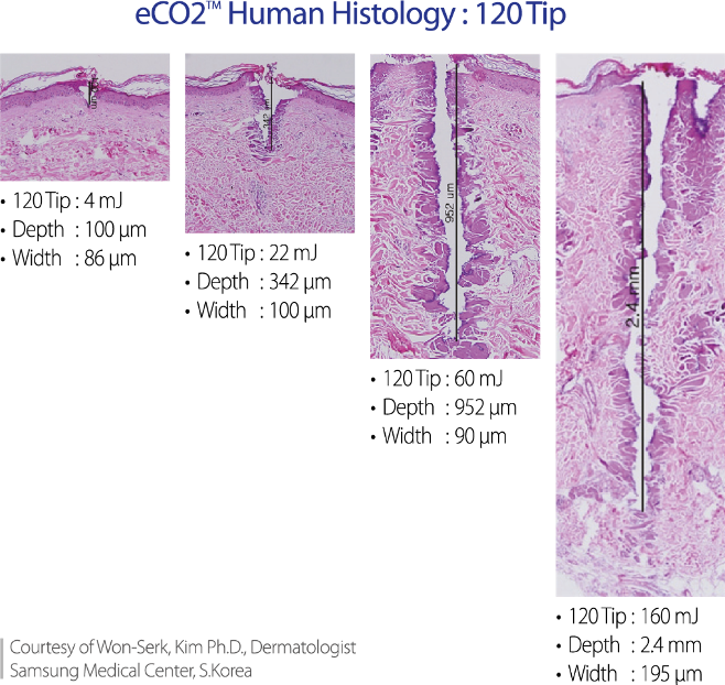 eco2 Human Histology