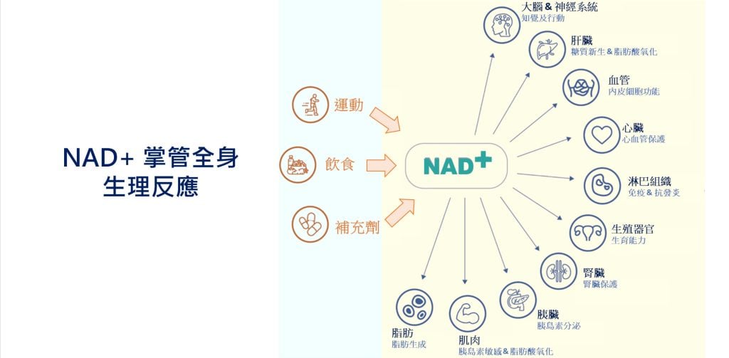 知识分享 231 NAD gx 1024x503 1